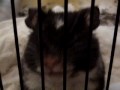 videos de midnight stars and callie, black dominant spot and golden recessive dappled syrian hamsters