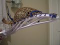 Brine Voyce custom strung