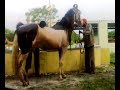 KATHIAWARI breed Horse Bathing