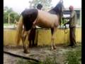 KATHIAWARI breed Horse Bathing