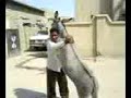 iraqi donkey