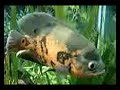 tenho a muito tempo estes peixes e sao muito bom de erialos !!!! 