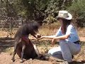 Freestyle dancing miniature horses (final version)
