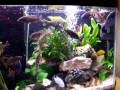 An update video after clean my tank, two year later from the first video posted here, you can see how much they have grow in this period. A record it wile feeding. A mix Cichlids aquarium with many Malawi and one female from Victoriam Cichlids. 