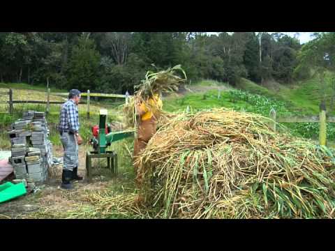 ganado leche - En el Municipio de San Pedro de los Milagros, región lechera al Norte de Antioquia, Escuela de Campo indaga sobre la producción de ensilajes, una técnica uti...