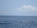 Delfines en Mochima