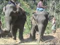 Asian Elephant Captures