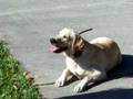 Piper the Yellow Labrador Dogtra E-collar/Pager collar