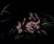 Xena: Warrior Princess music video - Never be the Same Again