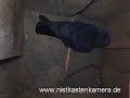 Nistkastenkamera #7 - Dohle - nest box camera