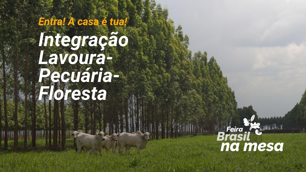 6) Integração Lavoura-Pecuária-Floresta - Feira Brasil na Mesa