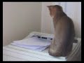 Poes en printer