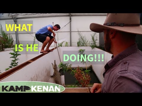 YouTube reptile video