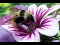 bee bumble and the stingers   bumble boogie