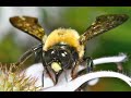 bee bumble and the stingers   bumble boogie