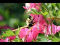 bee bumble and the stingers   bumble boogie