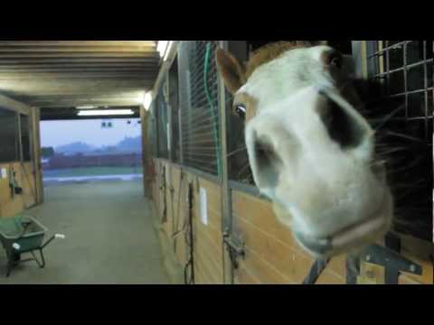 horses grand national horses grand national