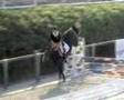 Stallion by L'Arc de Triomphe / Galoubet - 3 year's old