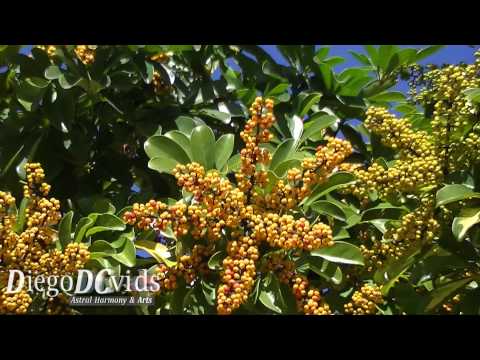 how to care for dwarf umbrella tree