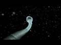 Sperm Competition ~精子競争~