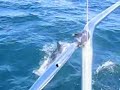 porpoise