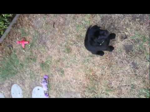 Black Labrador puppy – Playtime at 6am…Zzz