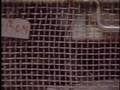 videos de Hong Kong Snake Handler