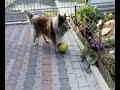 Zobaczcie jak lessi bawi sie piłka nożna!!!:D