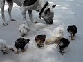 pit bull   chicks  2 months later 