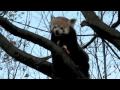 Red panda at the Munich Zoo