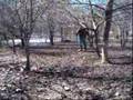 454 Casull Wild Boar Hunt