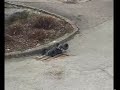 Tamiya Mad Figher 2