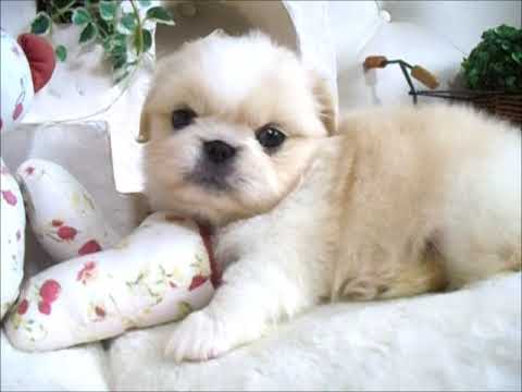 YouTube Preview Image