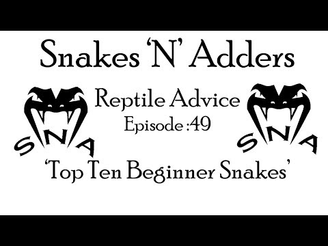 YouTube reptile video