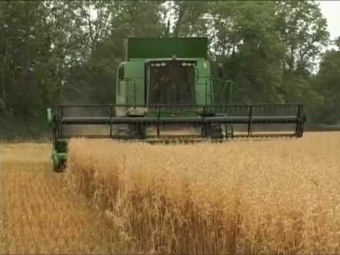 wheat - Courtesy of Declan Sexton.
