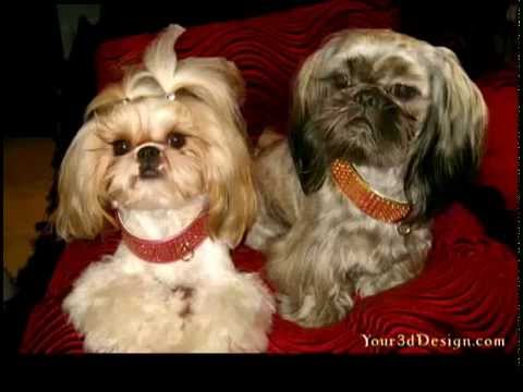 Gizmo & Cucuzza Gizmo & Cucuzza