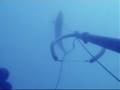 videos de Kingfish in Lebanon.mpg