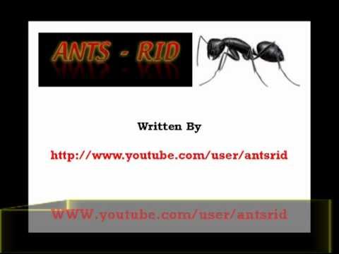 how to eliminate ghost ants