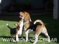 Beagles - MIDLAND'S BEAGLES in pictures!!