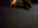 Sadie