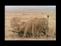 Lion vs Hyena