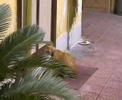 Movi, gatto che apre la porta