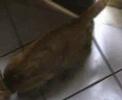 Movi, gatto che apre la porta