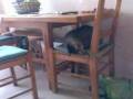 funny cat laser