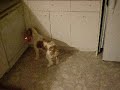 Dog with laser light