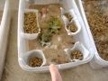 breeding mealworms and dubia roaches
