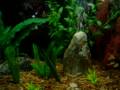 The Fish Tank