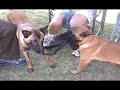 Puppy Play Time Puppy Play Time