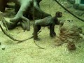 When gorillas attack