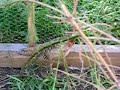 Our Ringneck Pheasants